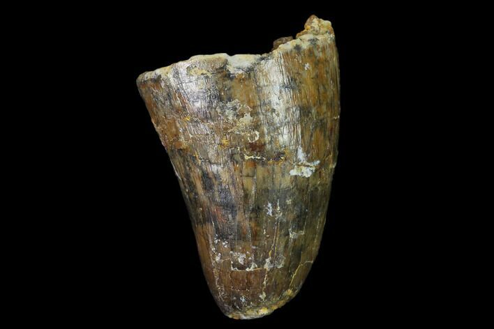 Cretaceous Fossil Crocodile Tooth - Morocco #140545